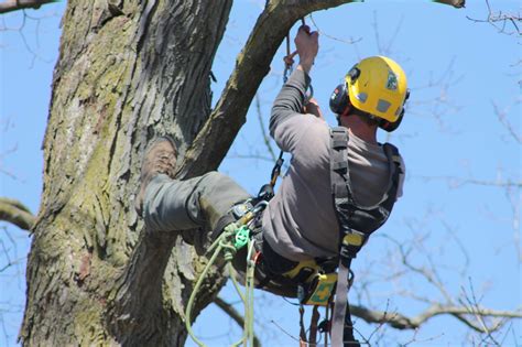 5 Things to Ask When Hiring an Arborist | Baum Tree Care