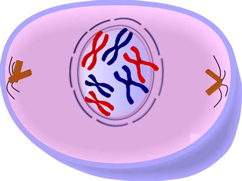 EduPic Cell Drawings