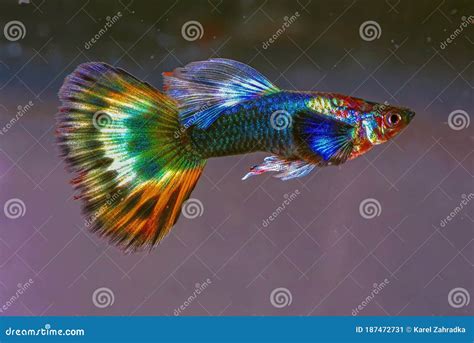 Aquarium fish guppy. stock image. Image of form, nature - 187472731