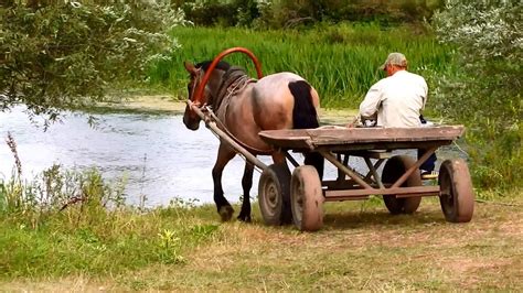 Horse pulling cart - YouTube