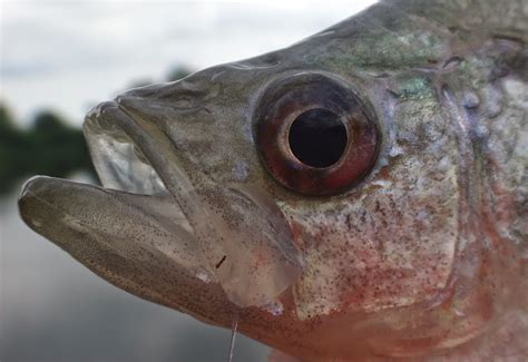 Ben Cantrell's fish species blog: Longnose gar from Gar Lake, they're ...