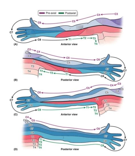 Dermatomes of UE Diagram | Quizlet