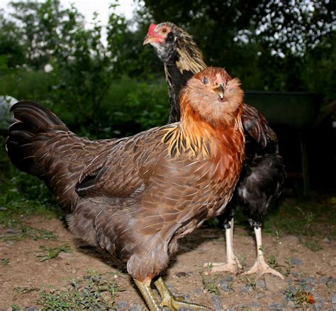 15 Popular Breeds Of Chickens For Raising As a Backyard Flock – The ...