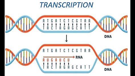 Transcription (DNA to RNA) - YouTube