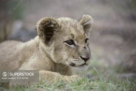 African Black Mane Lion Cub - SuperStock