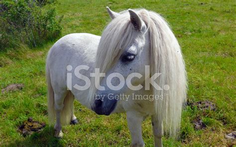 White Pony Stock Photo | Royalty-Free | FreeImages