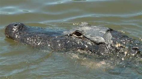 Jean Lafitte Swamp Tours preparing to reopen