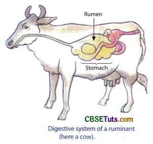 Nutrition and Digestion Process in Ruminants and Amoeba - CBSE Tuts