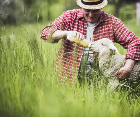 Shepherd feeding lamb with milk bottle stock photo