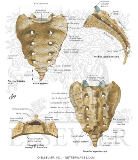 Sacrum and Coccyx Osteology