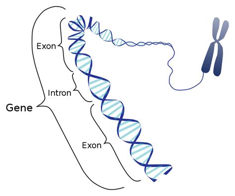 Difference Between Operon and Cistron | Compare the Difference Between ...