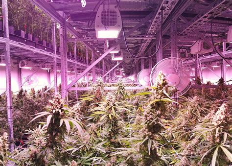 How to Create the Optimal Cannabis Grow Setup | Lift and Grow