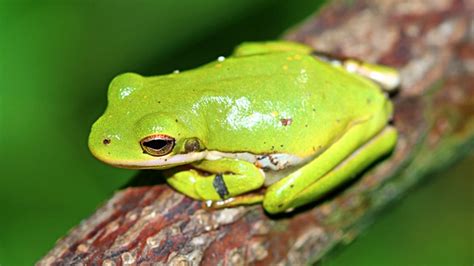 American Green Tree Frog Care Sheet & Pet Guide - Frog Pets