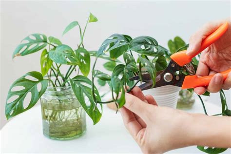 A Detailed Guide To Plant Propagation Methods