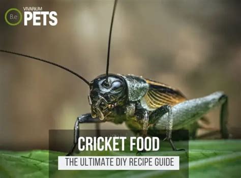 What Do Crickets Eat? + The Ultimate DIY Cricket Food Recipe