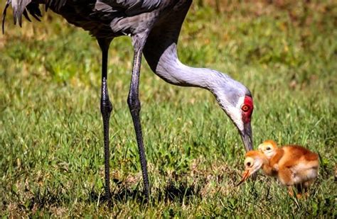 Sandhill Crane - Description, Habitat, Image, Diet, and Interesting Facts