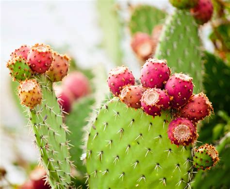 How to Propagate a Prickly Pear Cactus – Mother Earth News