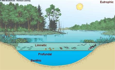 [PC/Mac][1995-2001]Education game with pond ecosystem/volcano simulator ...