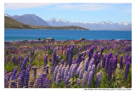 Lake Tekapo and wild flowering Lupins | Wild flowering Lupin… | Flickr