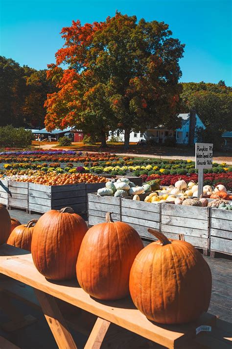 Let's go Picking | Pumpkin, Pumpkin farm, Autumn trees