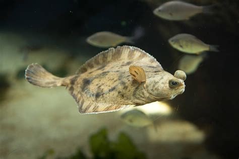 Sanddab | Animals | Monterey Bay Aquarium