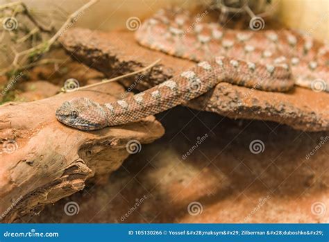 Carpet Viper Malayan Pit Viper Snake on Sand Stock Photo - Image of ...