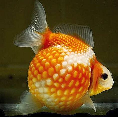 Goldfish (Carassius auratus) | Tropical Fish Keeping