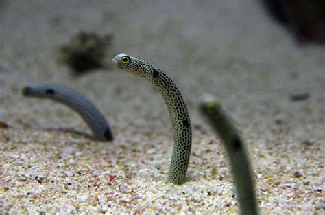 Spotted Garden Eel | California Academy of Sciences