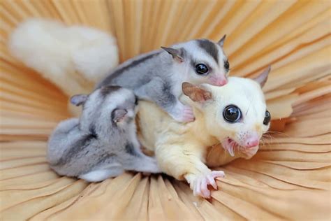 20+ Sugar Glider Colors and Patterns Explained (With Pictures)