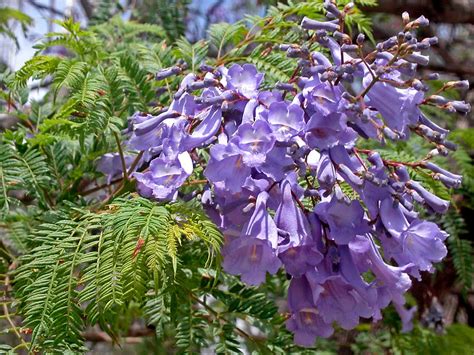 Jacaranda Tree - Local Seeds