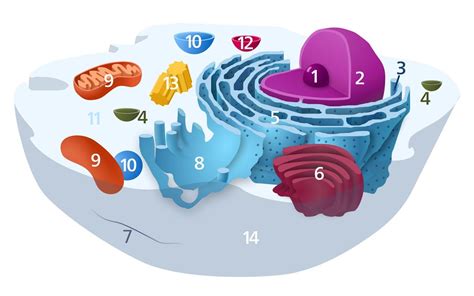 Animal Cell Organelles And Their Functions - Escons