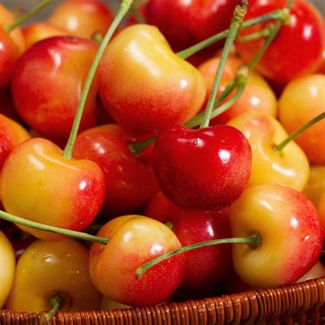 Rainier Cherry Tree - Grow the worlds premium cherry right at home! (2 ...