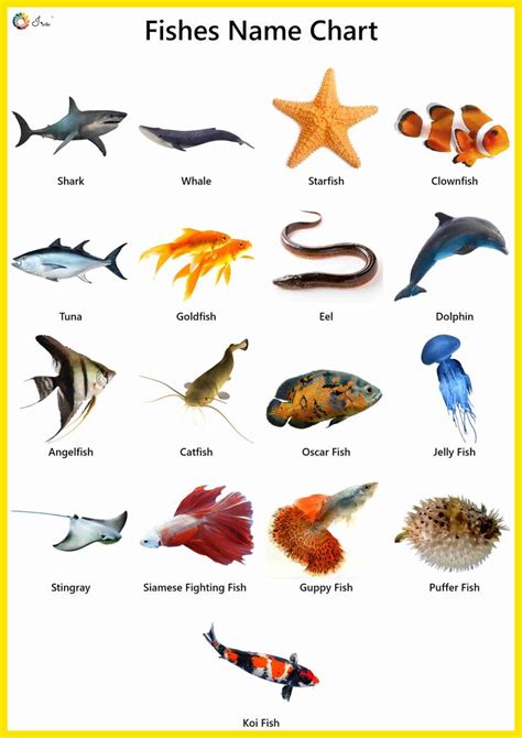 Fish Names : Facts | Pictures | Videos | Charts - Ira Parenting