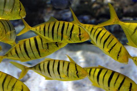 Golden Trevally - Singapore Reef Club - Marine Reef saltwater Aquarium ...