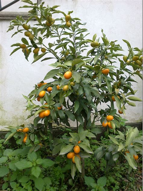 Kumquat Kumquat, Gardening, Urban, Stuffed Peppers, Vegetables, Flowers ...