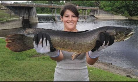 SPECIES SPOTLIGHT: Bowfin | Coastal Angler & The Angler Magazine