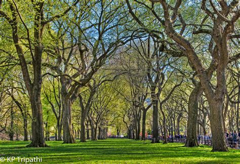 Central Park : Elm Trees | Visit my Website Like me on Faceb… | Flickr