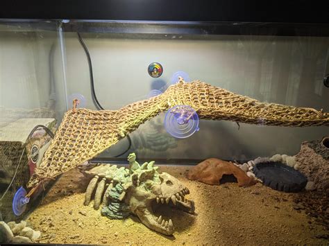 137 best r/beardeddragon images on Pholder | New to Dragons. Is this ...