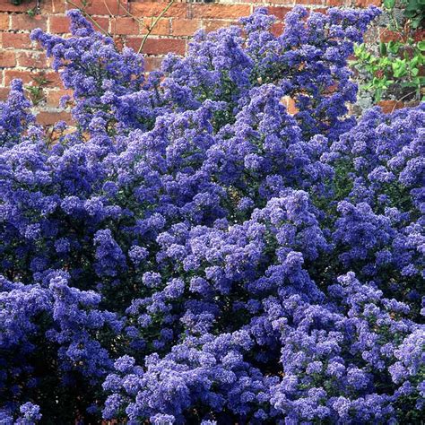 Buy Ceonothus Puget Blue | J Parker Dutch Bulbs