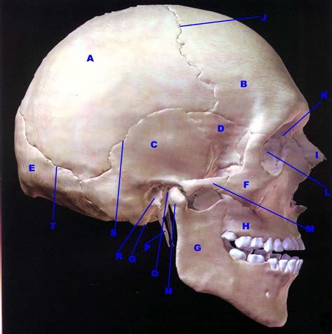 Lateral View of Skull