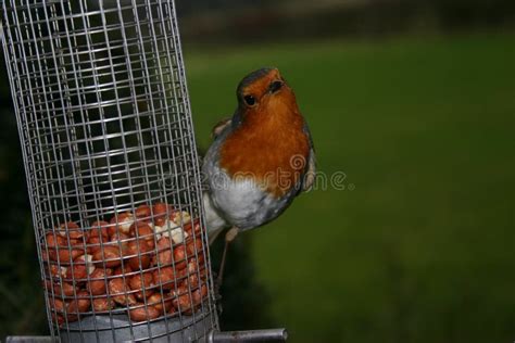 Robin stock image. Image of bird, fauna, feeder, nuts - 49137577