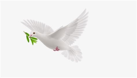 Dove With Olive Branch – Meaning and Symbolism - Dream Astro Meanings