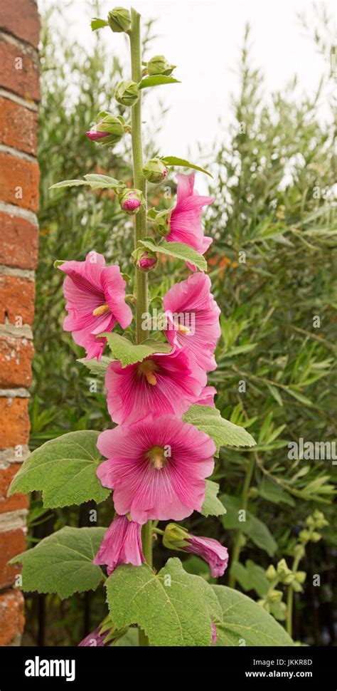 Plants flowers hollyhock flower hi-res stock photography and images - Alamy