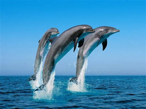 Free Dolphin Wallpapers For Desktop - Wallpaper Cave