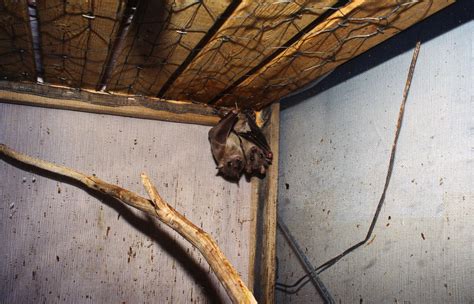 Bats As Pets - Bat World Sanctuary