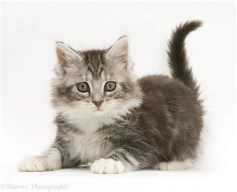 Top Grey Maine Coon Kitten of the decade Don't miss out!