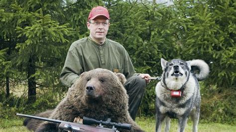 Bear hunters’ haul in Finland down by nearly half – Eye on the Arctic