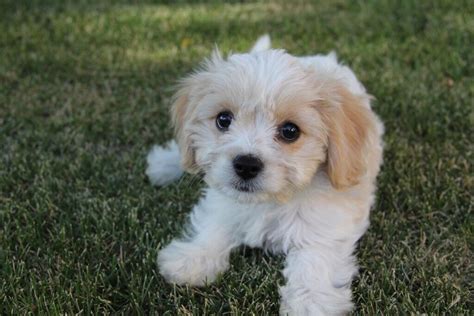 Beautiful Cavachon puppies | in Tarleton, Lancashire | Gumtree