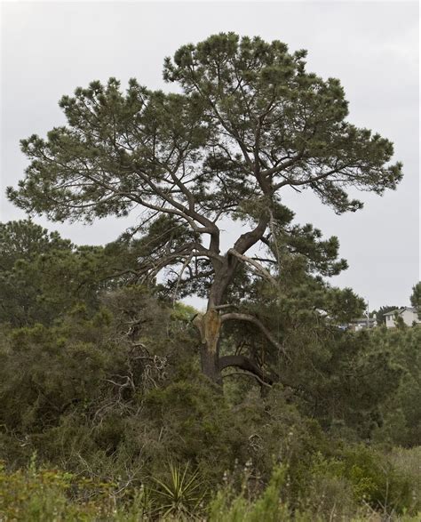 National Collection Spotlight: Torrey Pine - Center for Plant Conservation