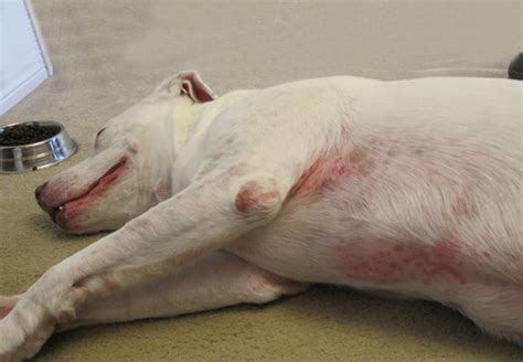 Common Dog Skin Problems and Their Causes - PetCareSupplies